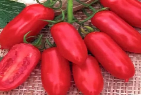 paprika paradajka