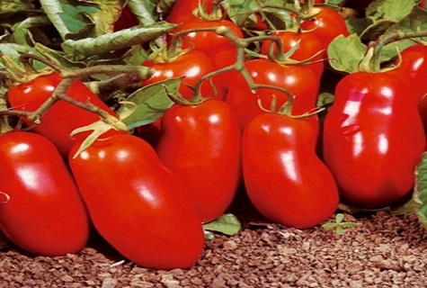 tomaten op stenen