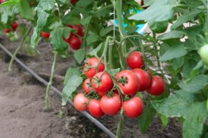 Caratteristiche e descrizione della varietà di pomodoro Regalo per una donna