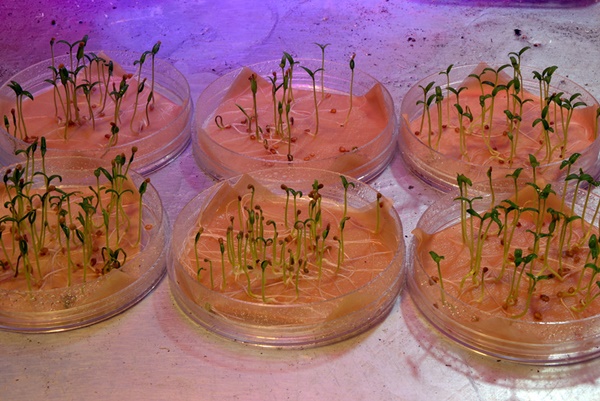 processo di germinazione del pomodoro