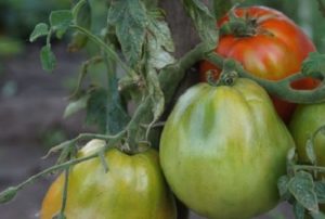 Description and characteristics of the ultra-early variety of Raja tomato