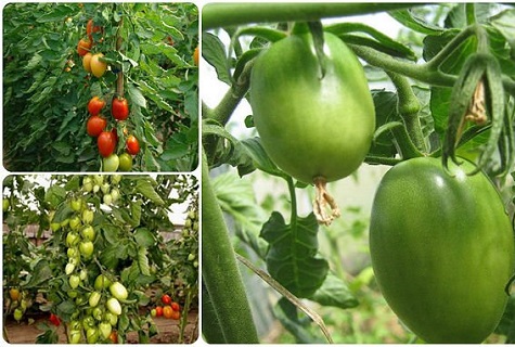 rytietiškas pomidoras