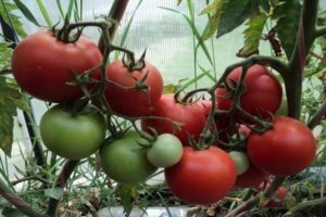 Pomidorų veislės Rapsody charakteristikos ir aprašymas