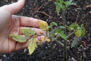 Miksi tomaatin taimet kuihtuvat ja putoavat ja mitä tehdä