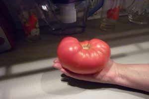 Características y descripción de la variedad de tomate alma rusa.