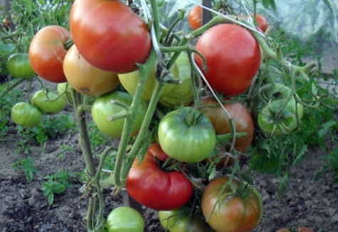 Tomatenrosa Wangen auf freiem Feld