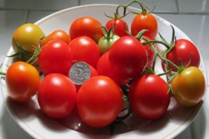 Schelkovsky tomātu šķirnes raksturojums un apraksts agri