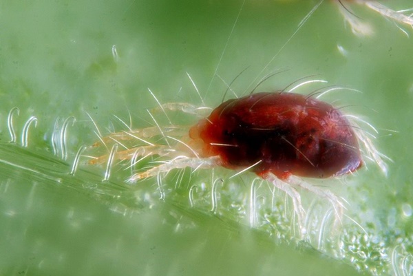 spindelmiter