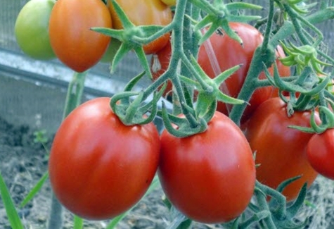 Tomatenmarusia auf freiem Feld