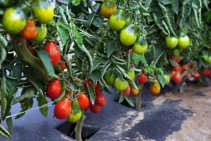 Beskrivelse af pæreformede tomater til åbent jord
