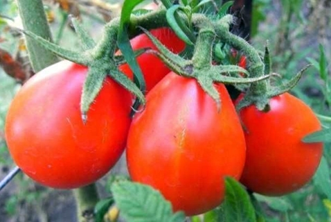 buissons de tomates poire rouge