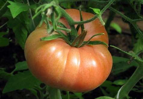 domates pembesi yanaklarının görünümü