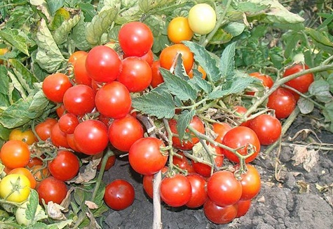 pýcha babičky paradajky v záhrade