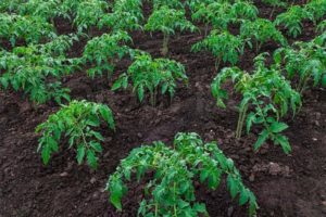 Reglas agrícolas para el cultivo de tomates en campo abierto e invernadero.
