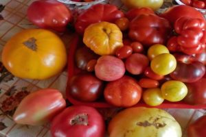 Kuzeybatı bölgesi için en iyi domates çeşitlerinden bir seçki