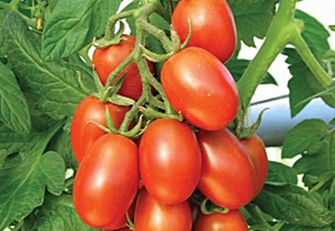 pomidorų krūmo marusya
