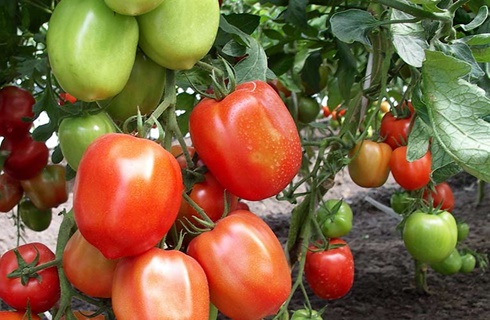 Tomatenbüsche Nastya sibiryachka