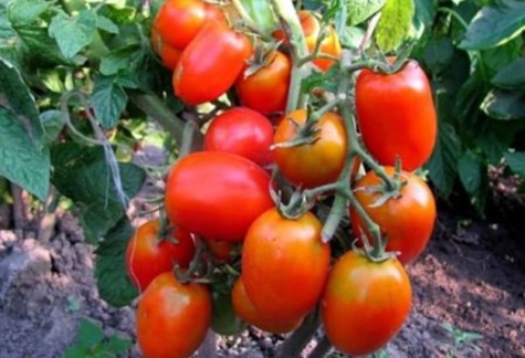 pomidorų krūmai Katenka