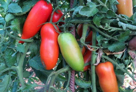 tomaatti Scarlet mustang puutarhassa