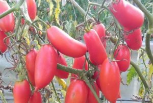 Description and characteristics of the tomato variety Scarlet candles
