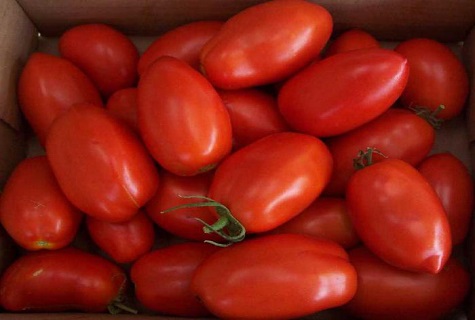 eine Handvoll Tomaten