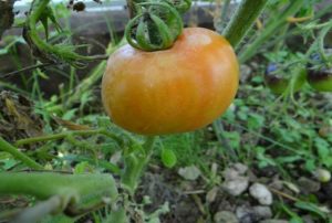 Charakteristika a opis odrody paradajok odrody Altai, výnos