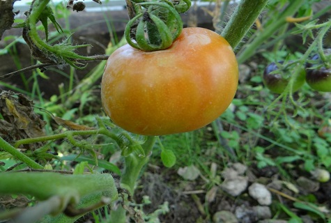 keltainen tomaatti
