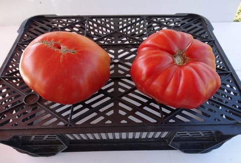 two tomatoes on a box