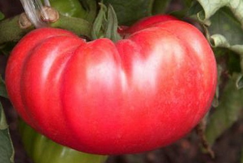didelis pomidoras