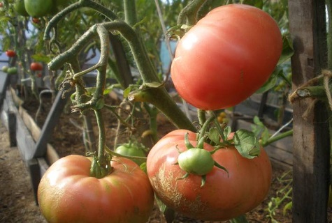 tomate agrietado