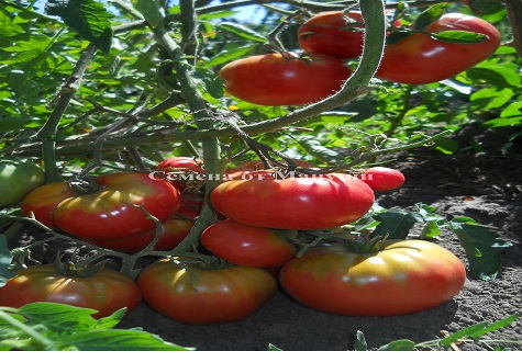 cà chua trên mặt đất