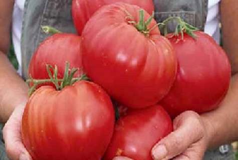 v rukách paradajok