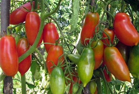 arbustos de tomate Scarlet mustang