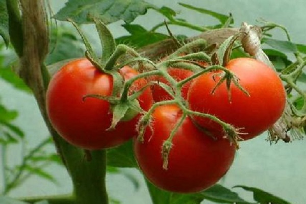nördliche Tomaten