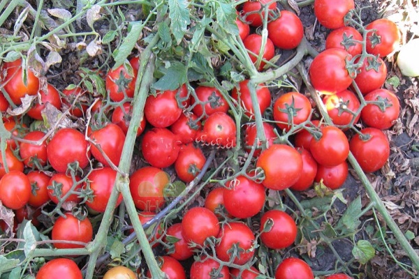 Tomatenlügen
