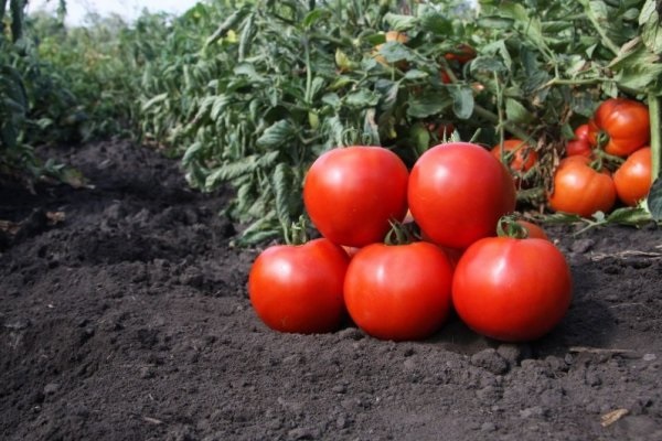 Tomate auf schwarzem Boden