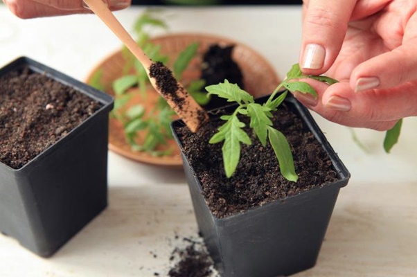 soil for tomato seedlings