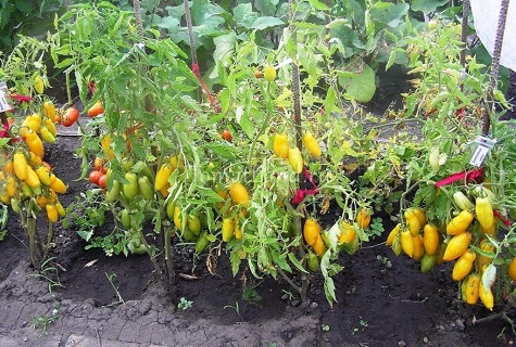 fila de tomates