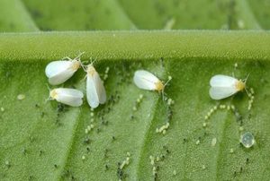 How to get rid of whitefly on tomatoes in a greenhouse