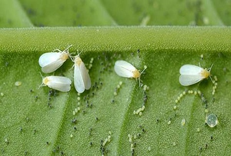 whitefly assembly