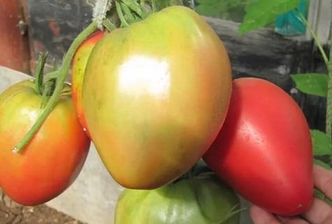 käsi tomaatti