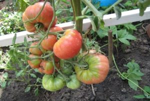 Characteristics and description of tomato varieties Dimensionless