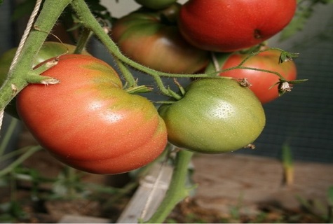 rijpe tomaat