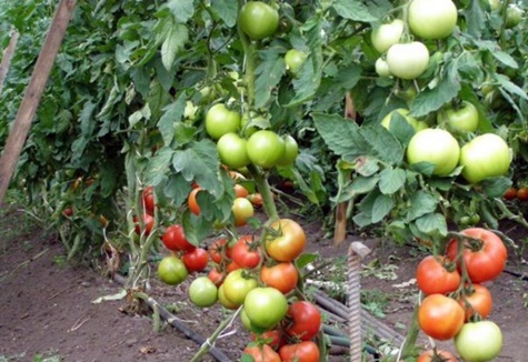 Tomatenbüsche Ekaterina