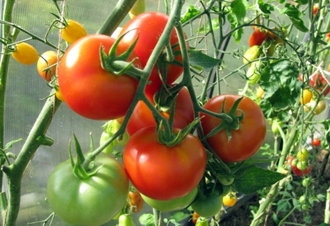 tomatrosa gel i drivhuset