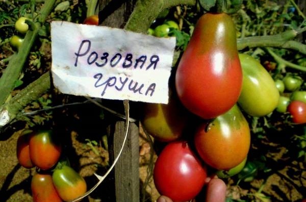 udseende af tomat Pærerosa