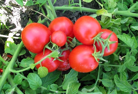 paradajka kríky snehuliak f1 v záhrade