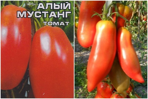 paradajkové semená Scarlet mustang