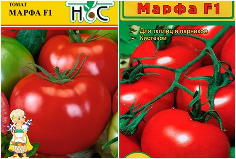 sjemenke rajčice Martha F1