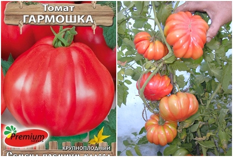 semillas de tomate acordeón
